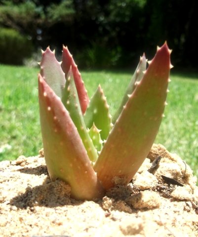 Aloe distans